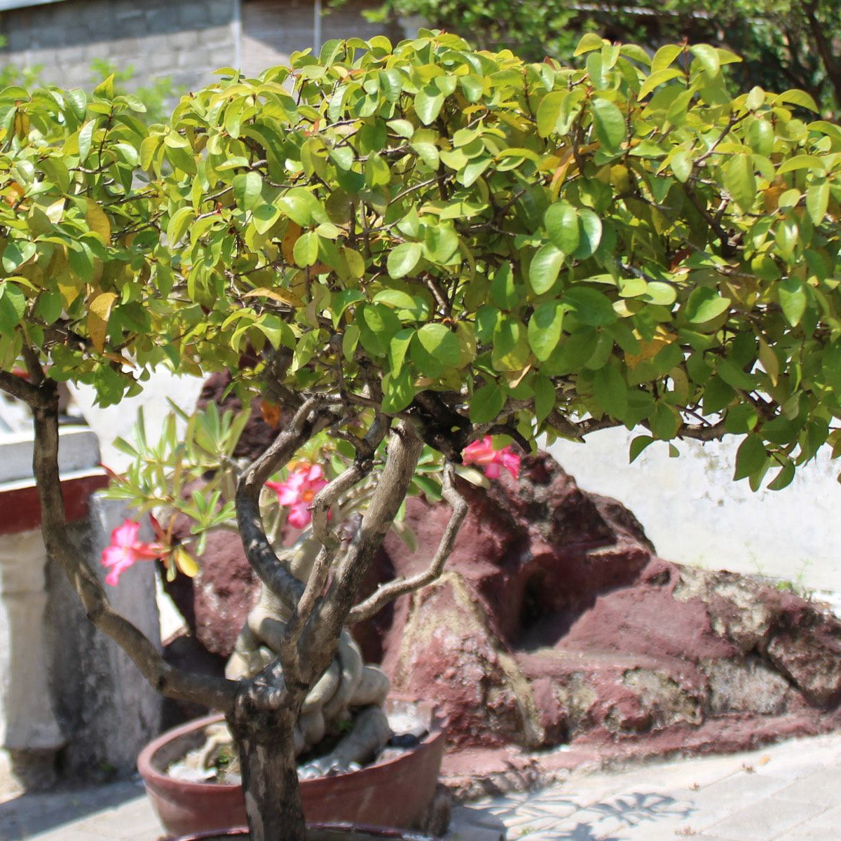 Surinamská třešeň - Eugenia Uniflora - semena třešně - 2 ks