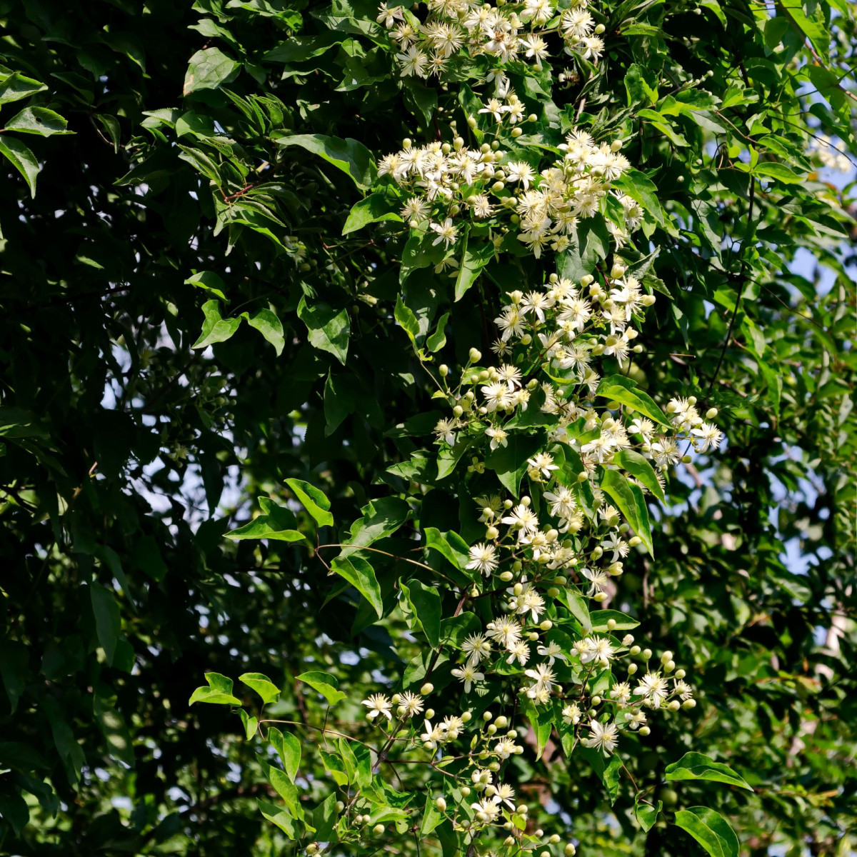 Plamének plotní - Clematis vitalba - semena plaménku - 12 ks