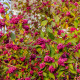 Krásnoplodka - Callicarpa acuminata - semena krásnoplodky - 8 ks