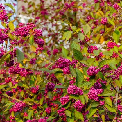 Krásnoplodka - Callicarpa acuminata - semena krásnoplodky - 8 ks