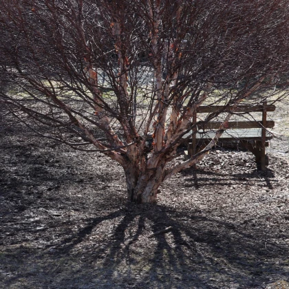 Bříza černá - Betula nigra - semena břízy - 15 ks