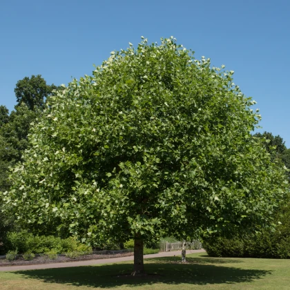Liliovník tulipánokvětý - Liriodendron tulipifera - semena liliovníku - 10 ks