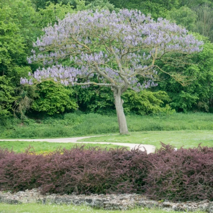 Paulovnie catalpifolia - Paulownia catalpifolia - semena paulovnie - 15 ks