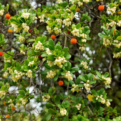 Jahodový strom - Planika obecná - Arbutus unedo - semena jahodového stromu - 5 ks