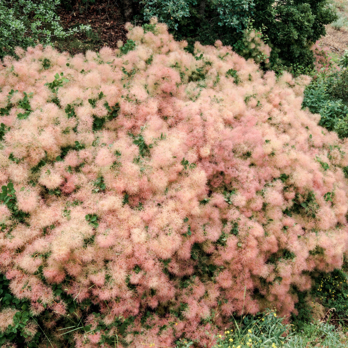 Ruj vlasatá - Cotinus coggygria - semena ruje - 7 ks