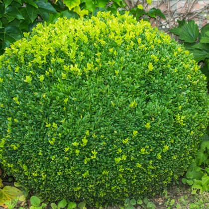Buxus - Buxus sempervirens - semena buxusu - 10 ks