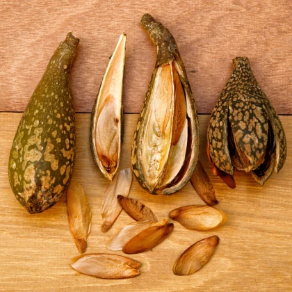 Česnekovník hořký - Španělský cedr - Cedrela odorata - semena česnekovníku - 8 ks