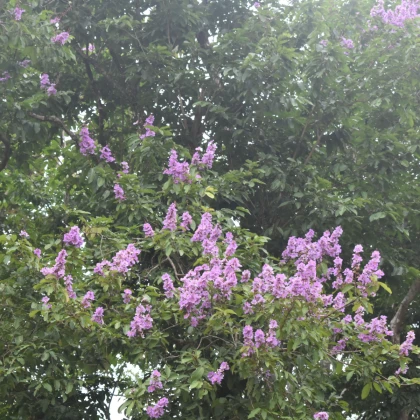 Lagerstroemie nádherná - Lagerstroemia floribunda - semena lagerstroemie - 7 ks