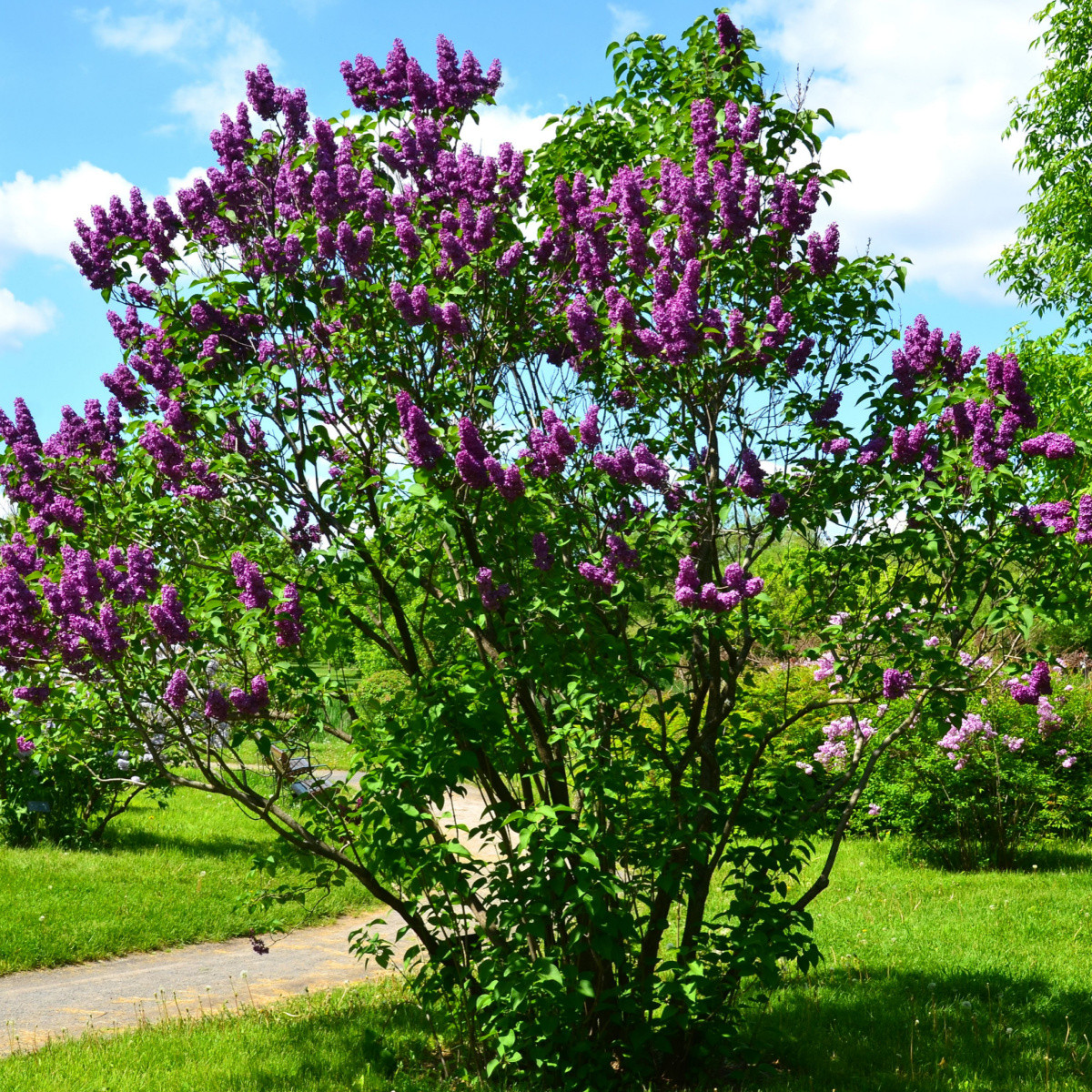Šeřík obecný - Syringa vulgaris - semena šeříku - 8 ks