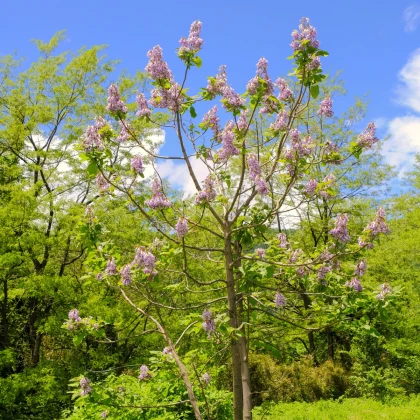 Paulovnie protáhlá - Paulownia elongata - semena paulovnie - 15 ks