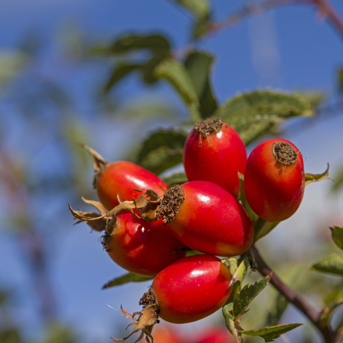 Růže šípková - Rosa canina - semena růže - 5 ks