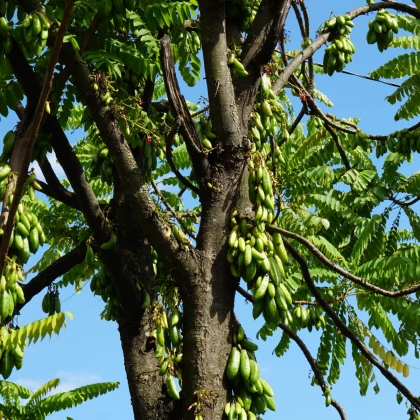 Bilimbi - Averrhoa bilimbi - semena bilimbi - 5 ks