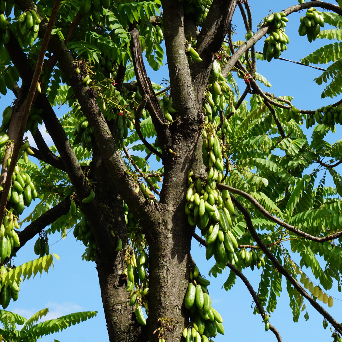Bilimbi - Averrhoa bilimbi - semena bilimbi - 5 ks