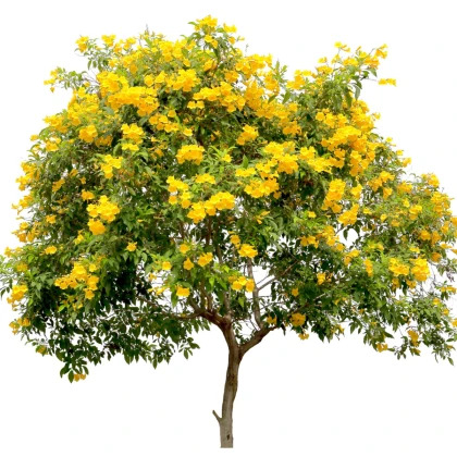 Protiha stans – Tecoma stans – protiha magok – 20 db