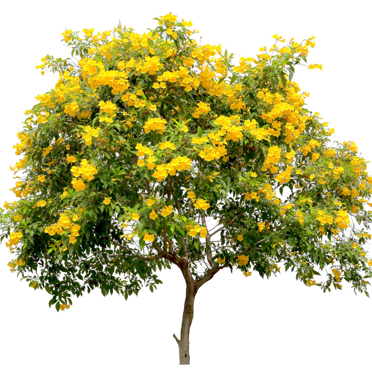Protiha stans – Tecoma stans – protiha magok – 20 db