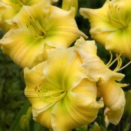 Denivka Tequila and Lime - Hemerocallis - hlízy denivky - 1 ks