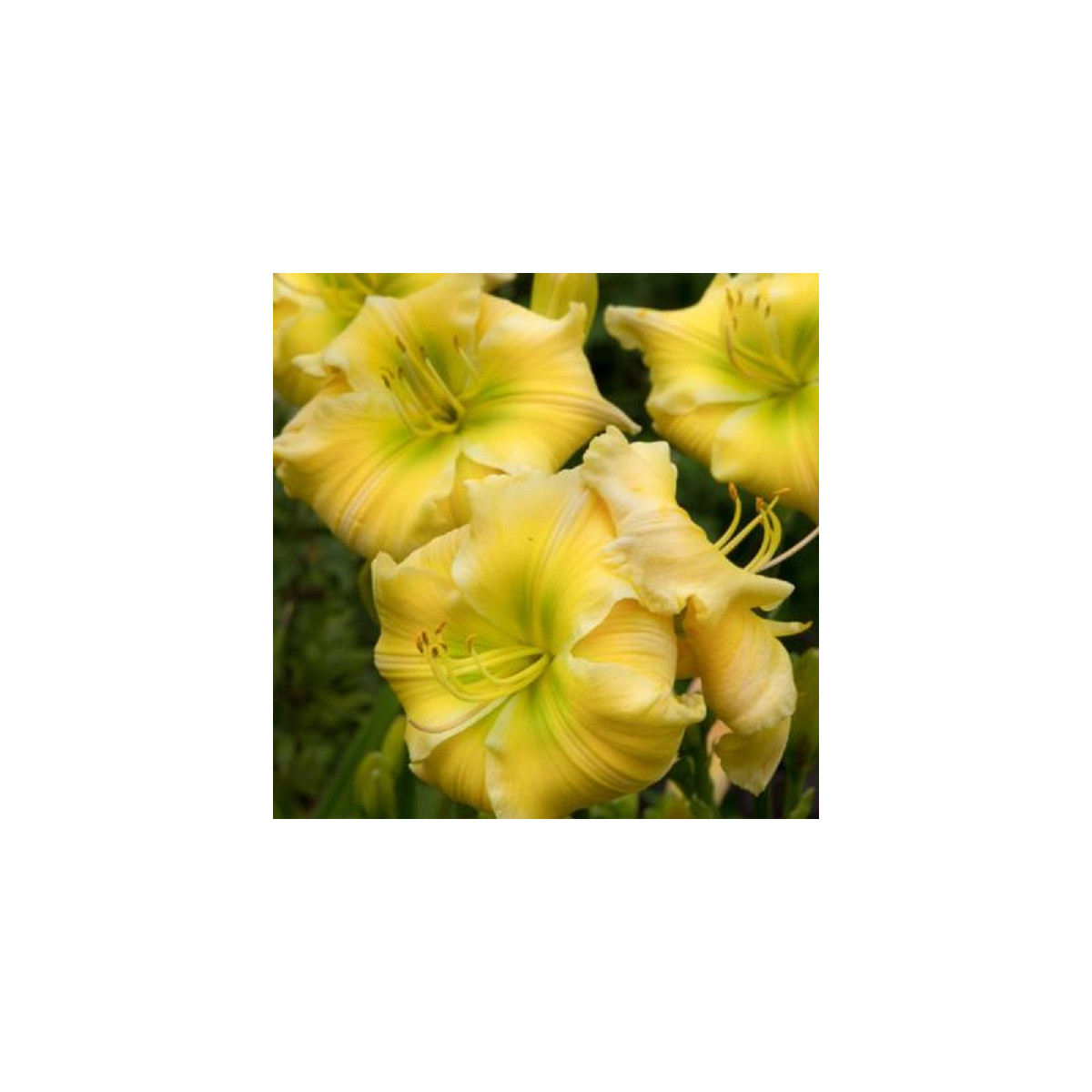 Denivka Tequila and Lime - Hemerocallis - hlízy denivky - 1 ks