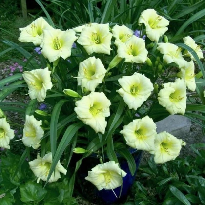 Denivka Longsfield Pearl - Hemerocallis - hlízy denivky - 1 ks