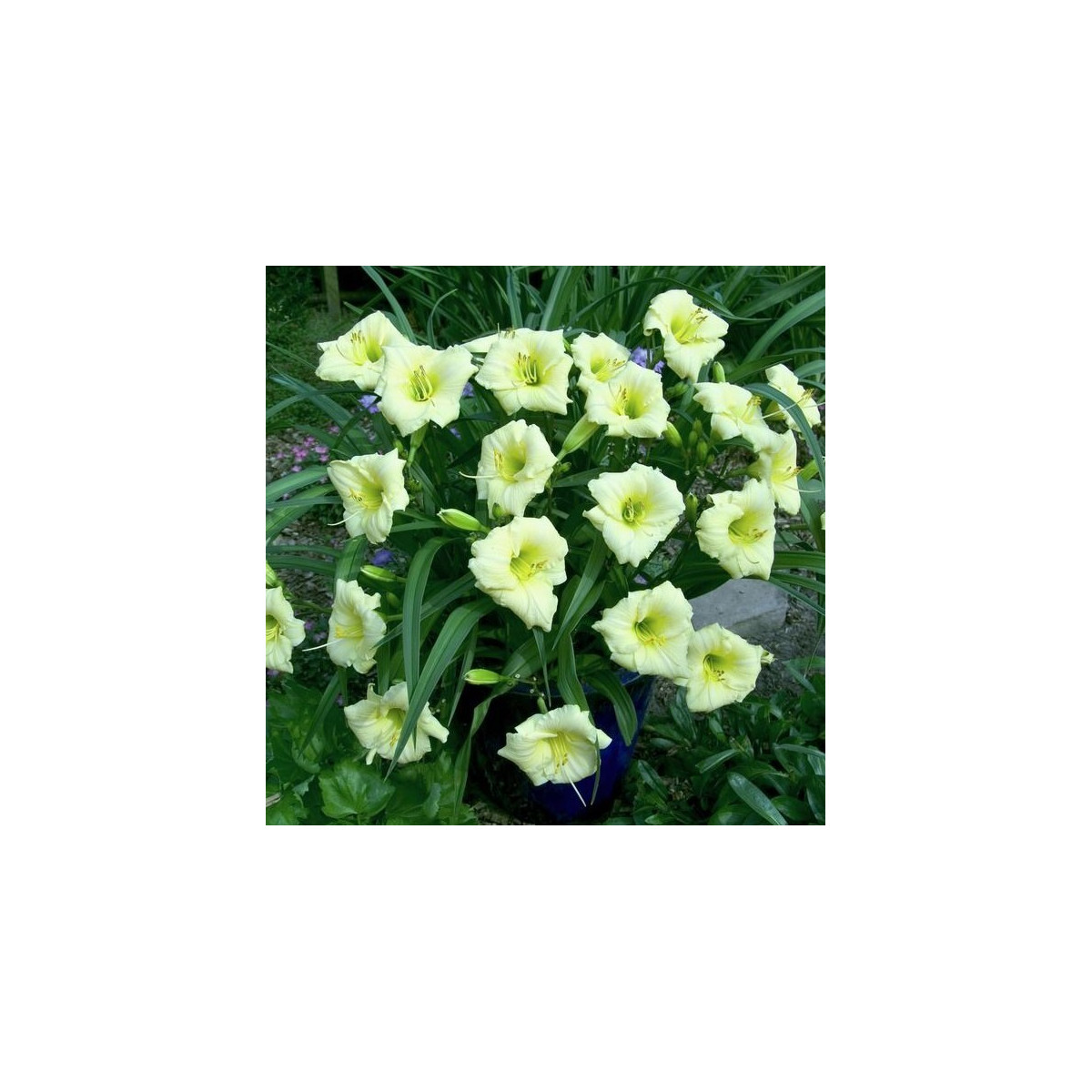 Denivka Longsfield Pearl - Hemerocallis - hlízy denivky - 1 ks