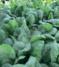 Špenát setý Sacramento F1 - Spinacia oleracea - semena špenátu - 200 ks