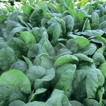 Špenát setý Sacramento F1 - Spinacia oleracea - semena špenátu - 200 ks