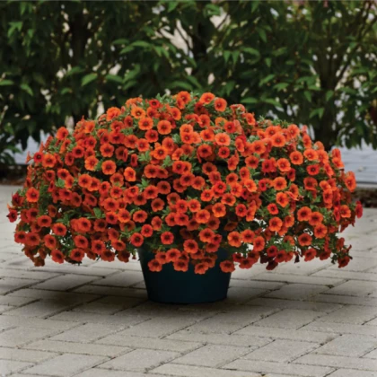 Minipetúnie Kabloom Orange - Milionbells - Calibrachoa hybrida - semena - 6 ks