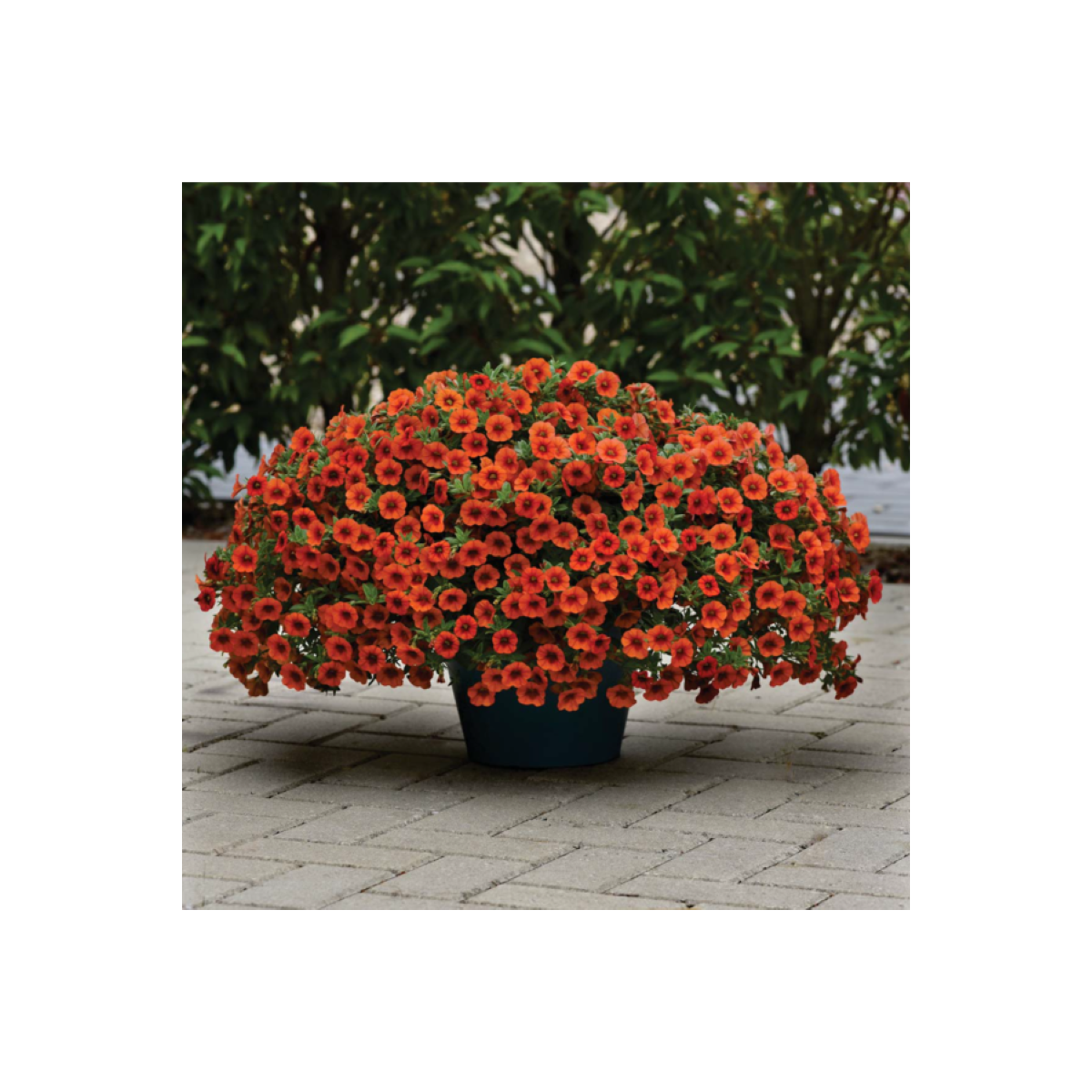 Minipetúnie Kabloom Orange - Milionbells - Calibrachoa hybrida - semena - 6 ks