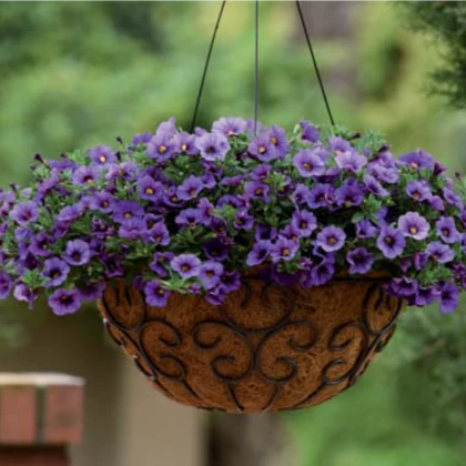 Minipetúnie Kabloom Denim - Milionbells - Calibrachoa - semena - 6 ks