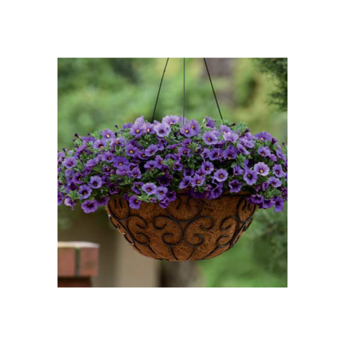 Minipetúnie Kabloom Denim - Milionbells - Calibrachoa - semena - 6 ks