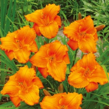 Denivka Tiger Blood - Hemerocallis - hlízy denivky - 1 ks