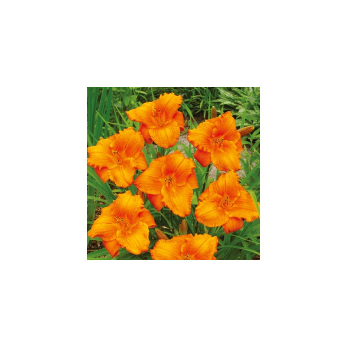 Denivka Tiger Blood - Hemerocallis - hlízy denivky - 1 ks