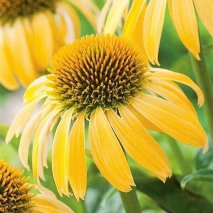 Třapatkovka žlutá - Echinacea - prostokořenné sazenice třapatkovky - 1 ks