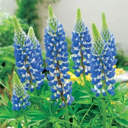 Lupina modrá - Lupinus - prostokořenné sazenice lupiny - 1 ks
