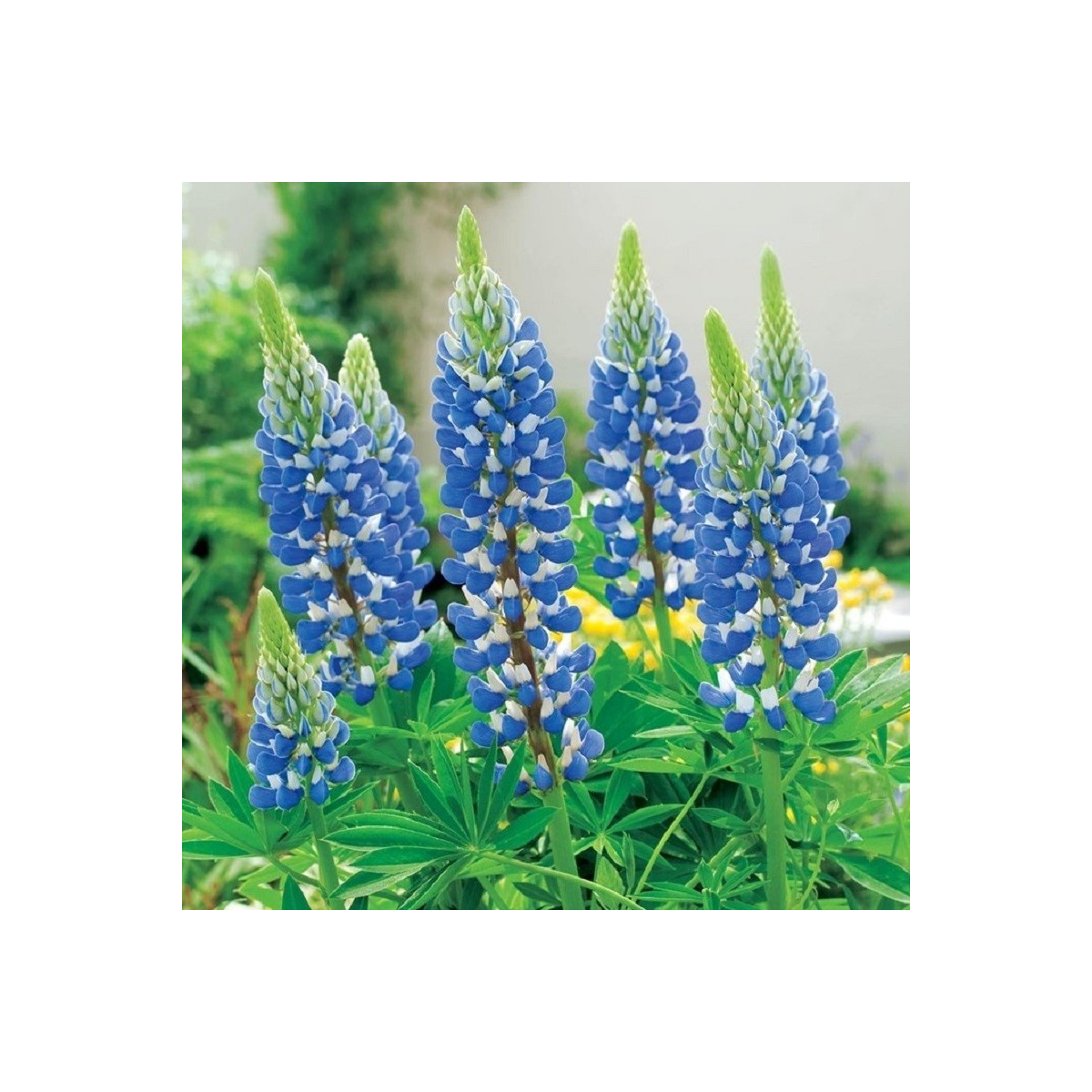 Lupina modrá - Lupinus - prostokořenné sazenice lupiny - 1 ks