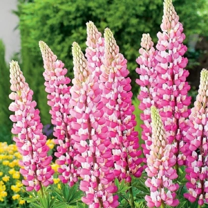 Lupina růžová - Lupinus - prostokořenné sazenice lupiny - 1 ks