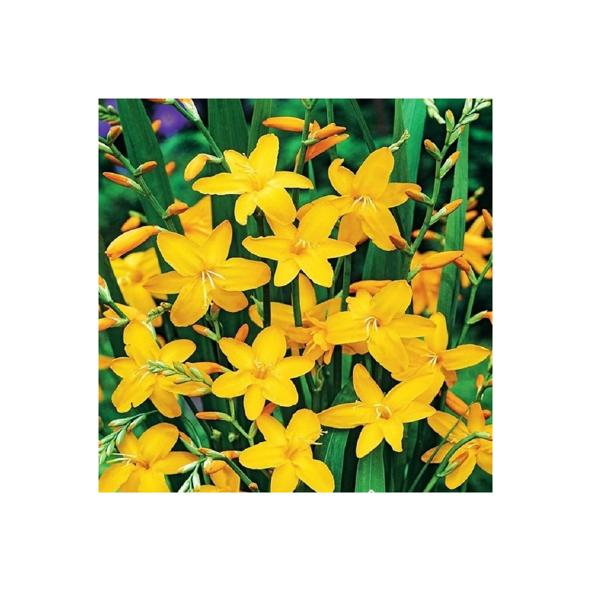 Montbrécie Sonate - Crocosmia - hlízy montbrécie - 4 ks