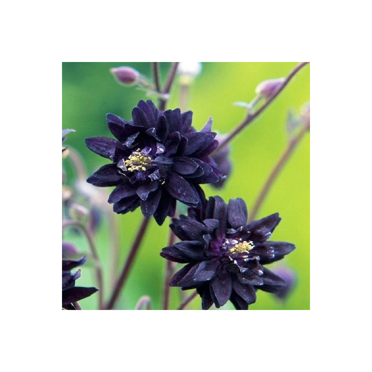 Orlíček plnokvětý černý - Aquilegia - prostokořenné sazenice orlíčku - 1 ks