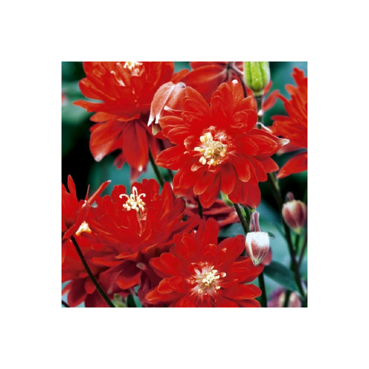 Orlíček plnokvětý červený - Aquilegia - prostokořenné sazenice orlíčku - 1 ks