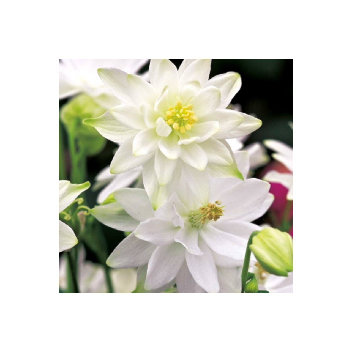 Orlíček plnokvětý bílý - Aquilegia - prostokořenné sazenice orlíčku - 1 ks