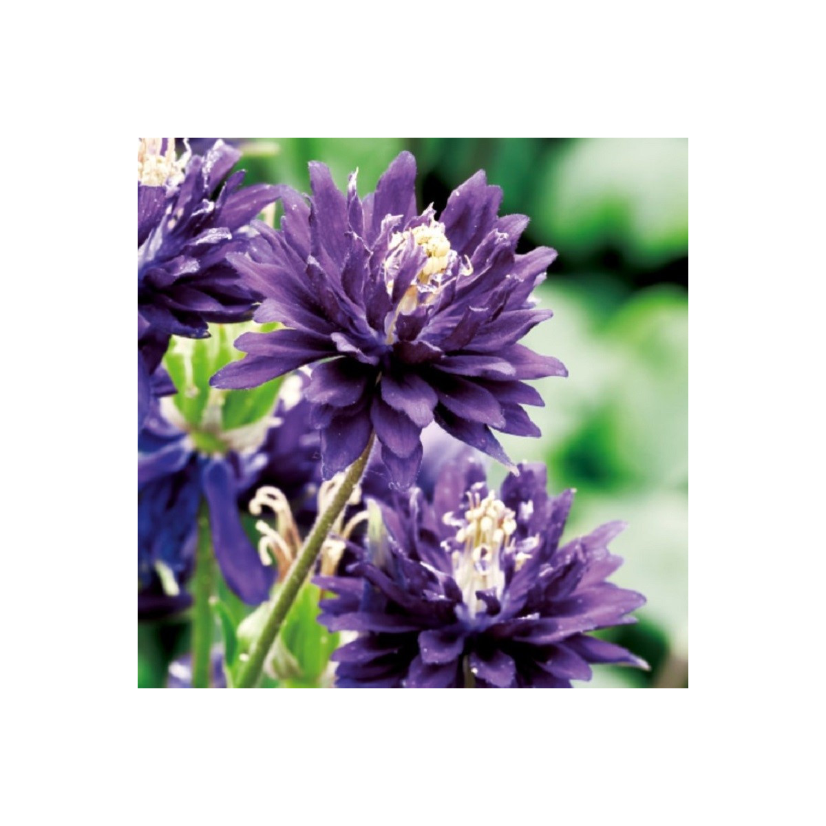 Orlíček plnokvětý modrý - Aquilegia - prostokořenné sazenice orlíčku - 1 ks