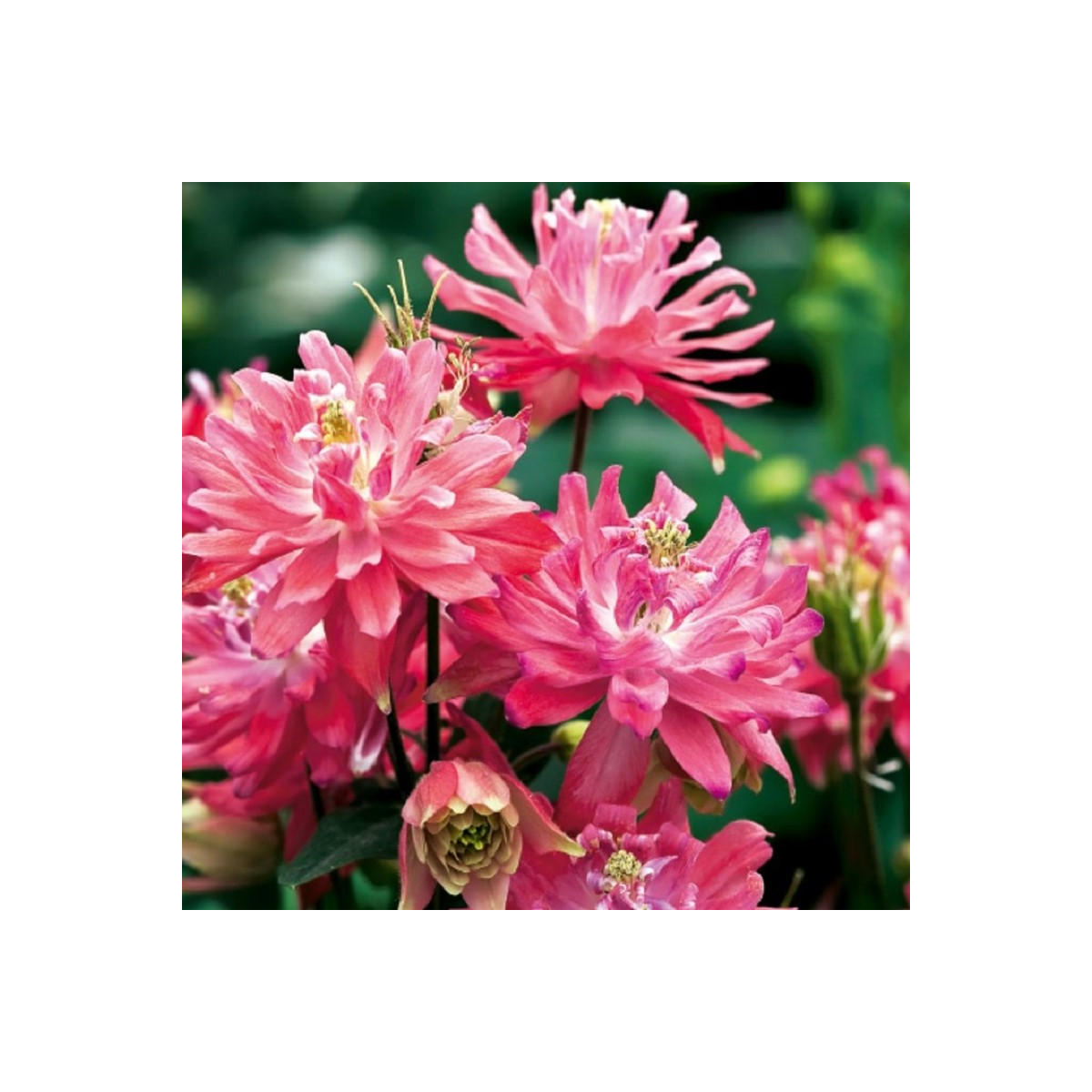 Orlíček plnokvětý růžový - Aquilegia - prostokořenné sazenice orlíčku - 1 ks