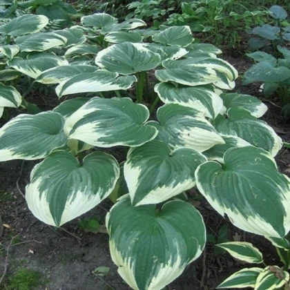 Bohyška - Hosta Robert Frost - hlízy bohyšky - 1 ks