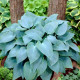 Bohyška - Hosta Canadian Blue - hlízy bohyšky - 1 ks