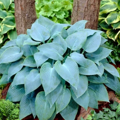 Bohyška - Hosta Canadian Blue - hlízy bohyšky - 1 ks