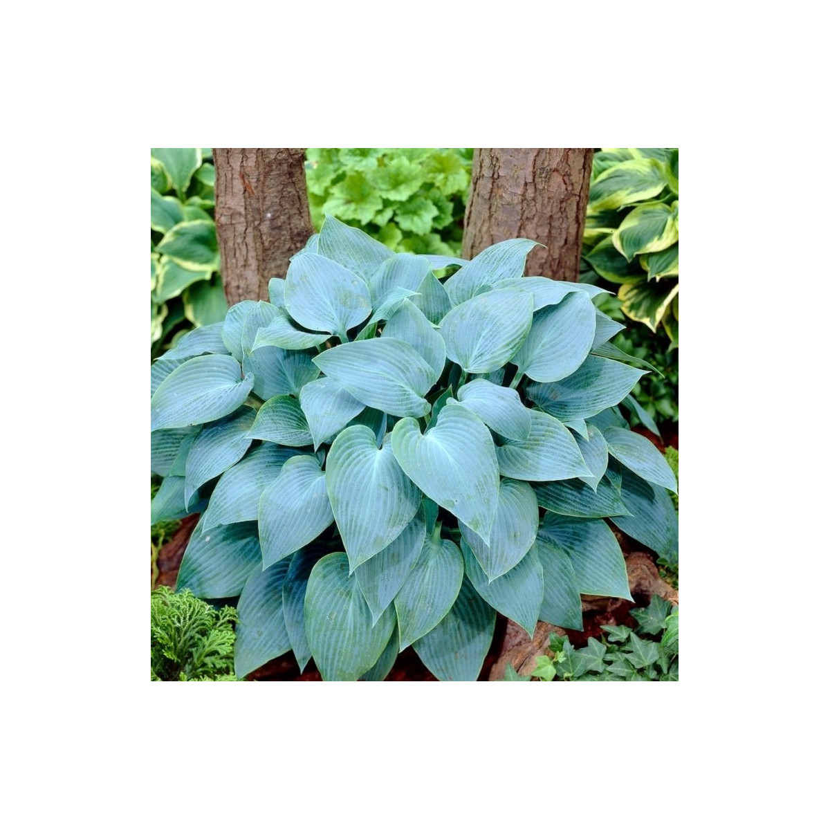 Bohyška - Hosta Canadian Blue - hlízy bohyšky - 1 ks