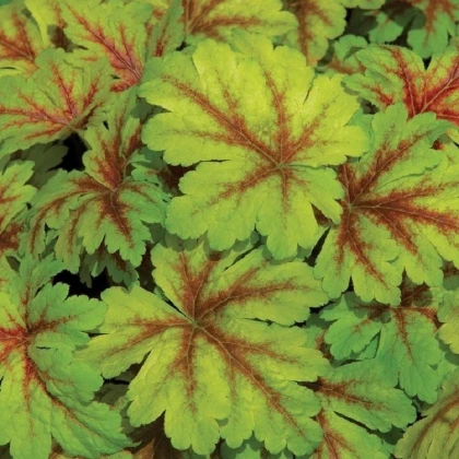 Dlužicha Dales Strain - Heuchera - prostokořenné sazenice dlužichy - 1 ks