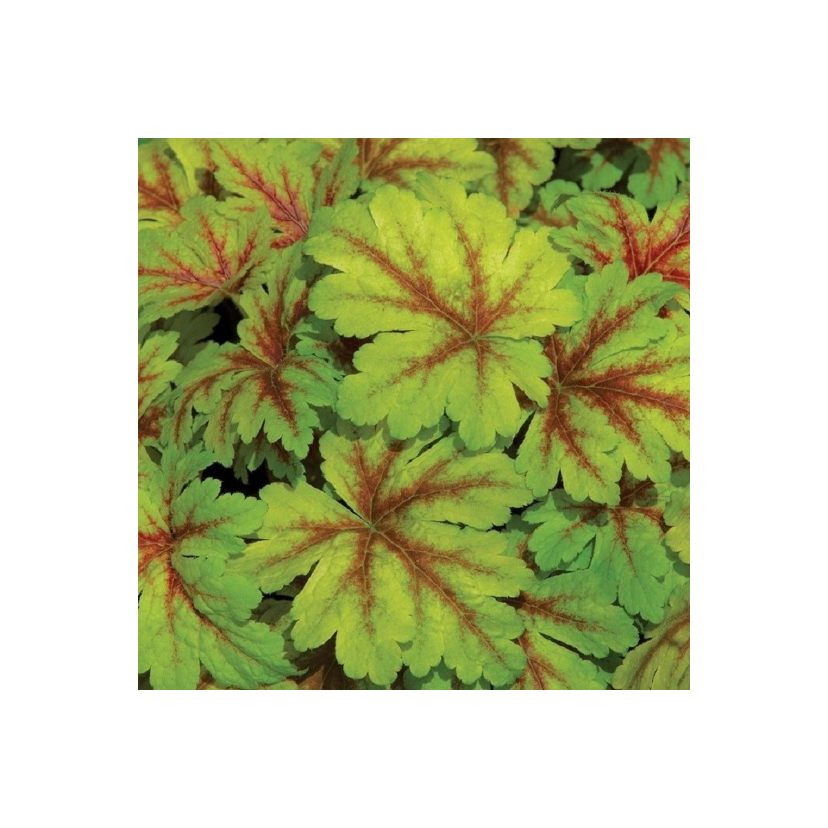 Dlužicha Dales Strain - Heuchera - prostokořenné sazenice dlužichy - 1 ks