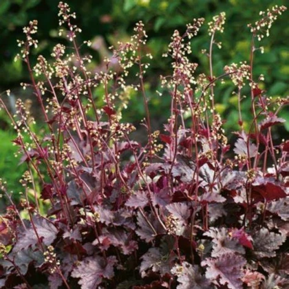 Dlužicha Purple Palace - Heuchera  - prostokořenné sazenice dlužichy - 1 ks