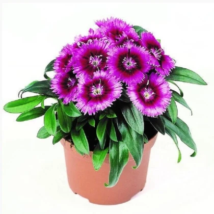 Hvozdík Chiba Purple Picotee F1 - Dianthus interspecific - semena hvozdíku - 18 ks