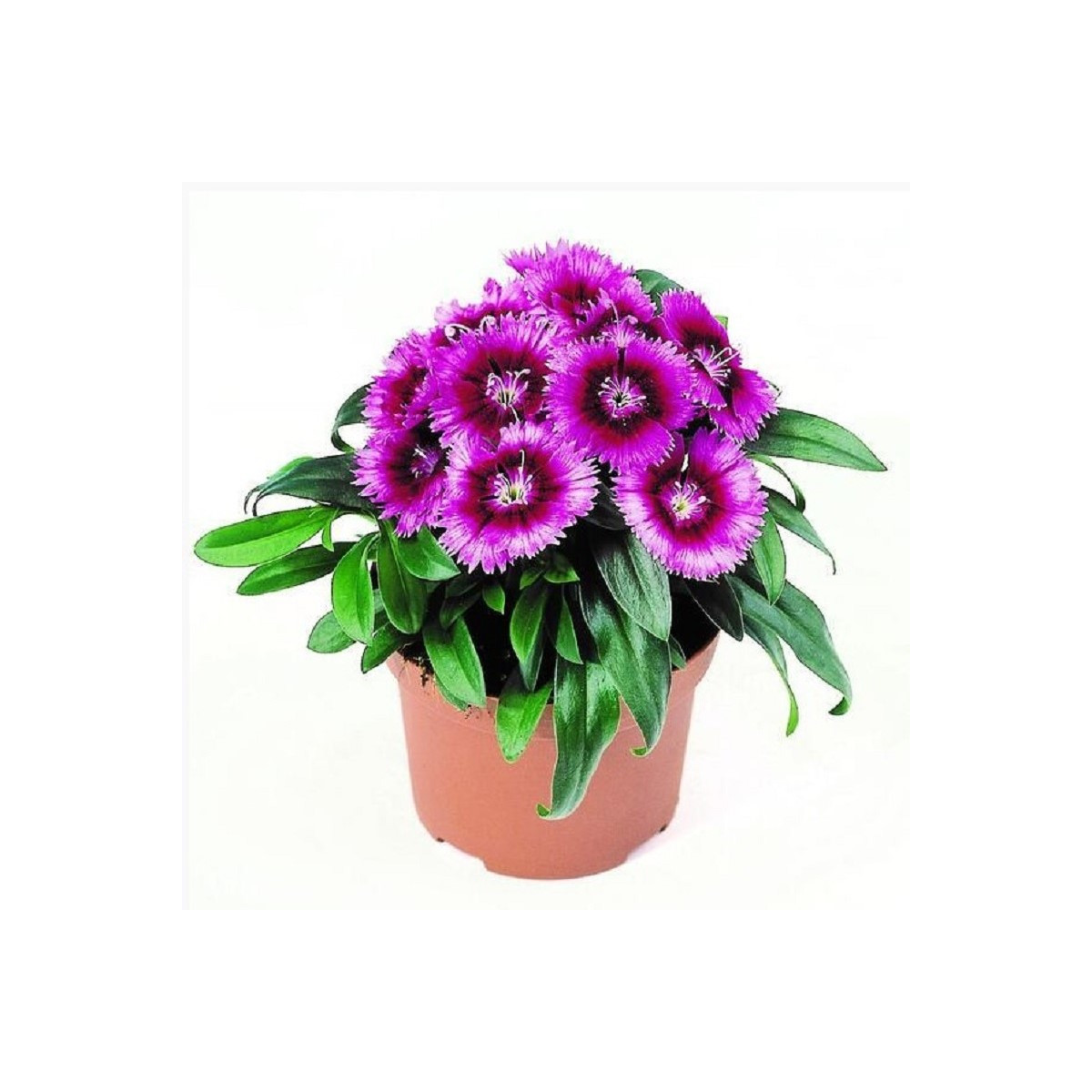Hvozdík Chiba Purple Picotee F1 - Dianthus interspecific - semena hvozdíku - 18 ks